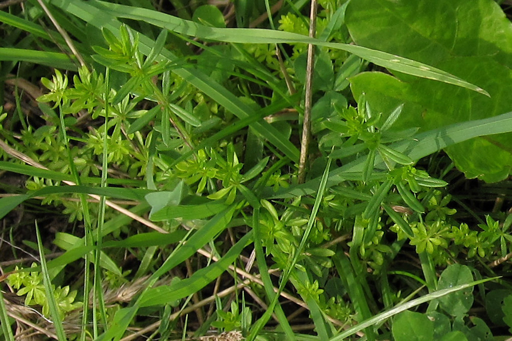 galium_ortsberg_2024-07-25 (2).jpg
