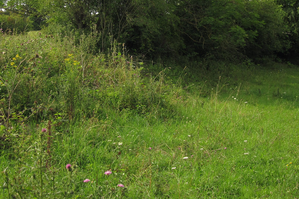 galium_habitat_ortsberg_2024-07-25 (1).jpg