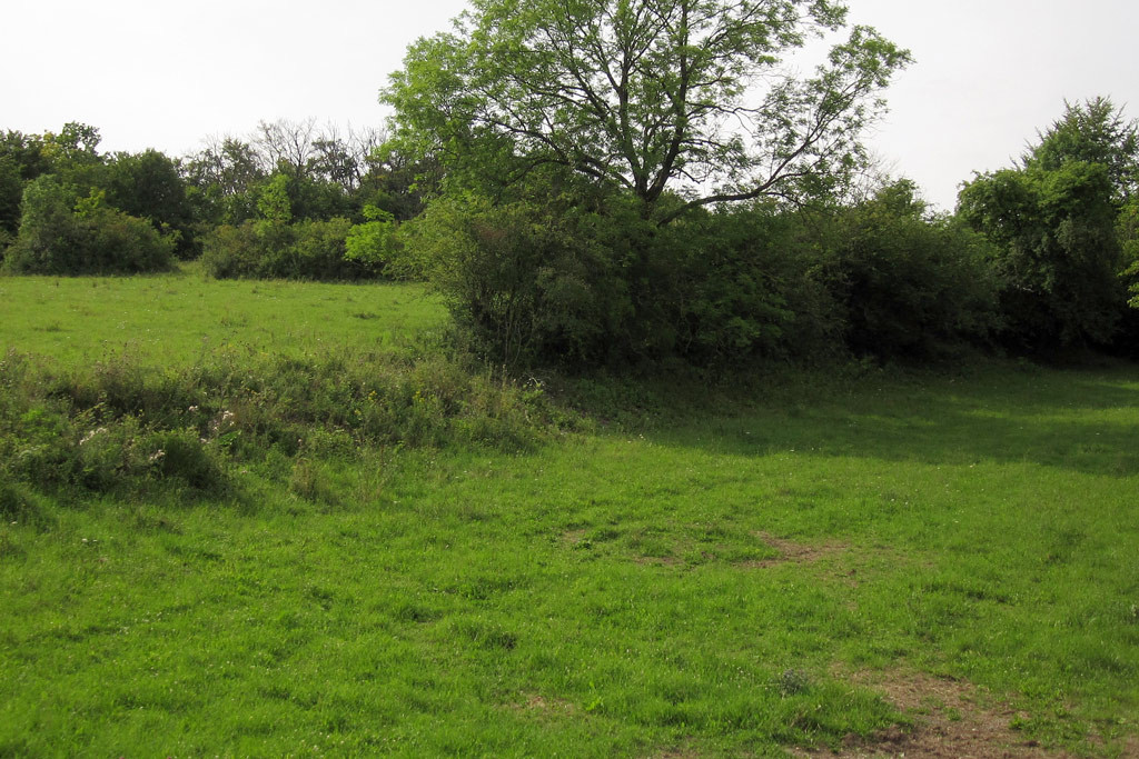 galium_habitat_ortsberg_2024-07-25 (2).jpg