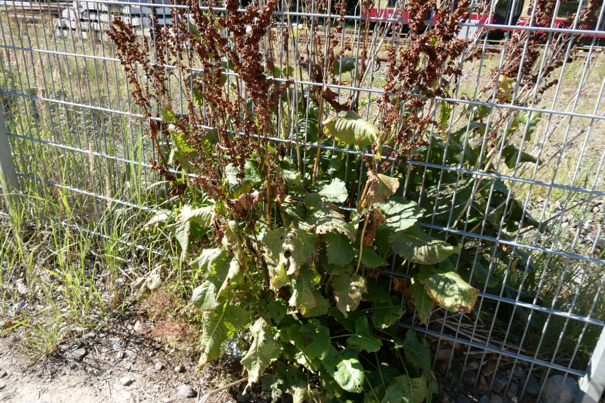 rumex 1.JPG