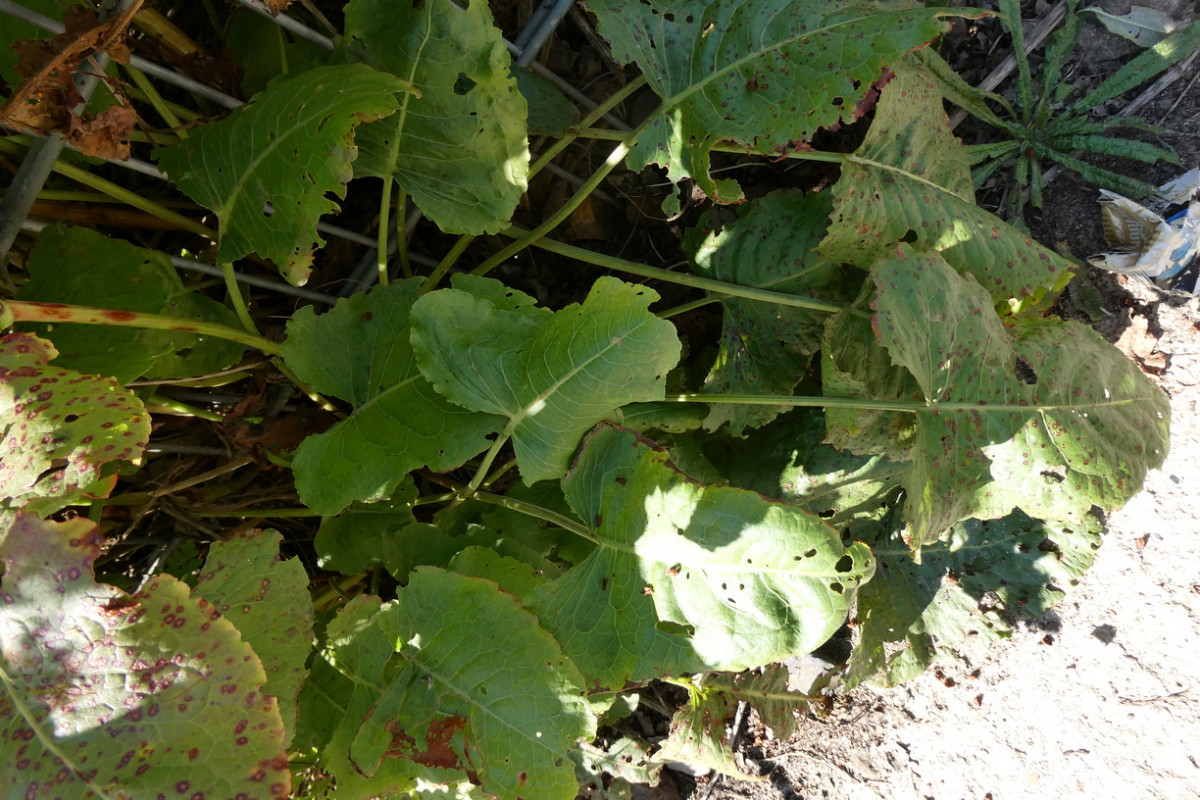 rumex 2.JPG