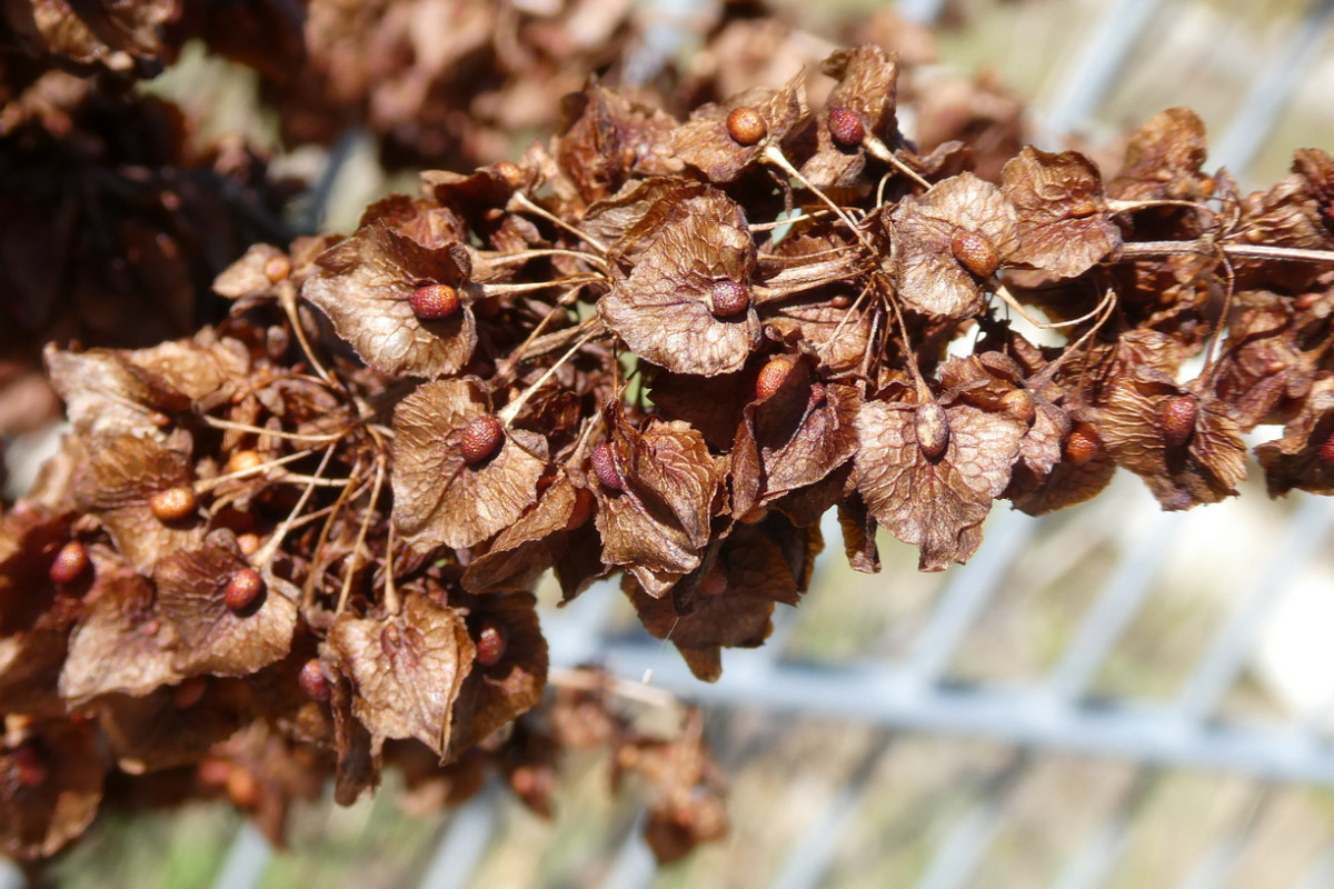 rumex 4.JPG