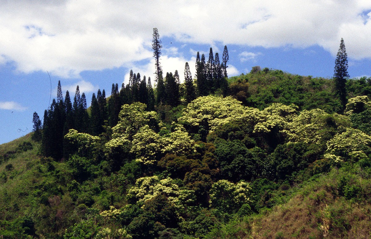 1997-12-08 Poro-Kouaoua 500 m 06.jpg