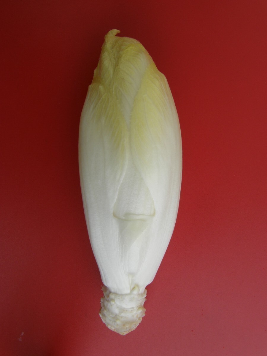 Cichorium_1.JPG
