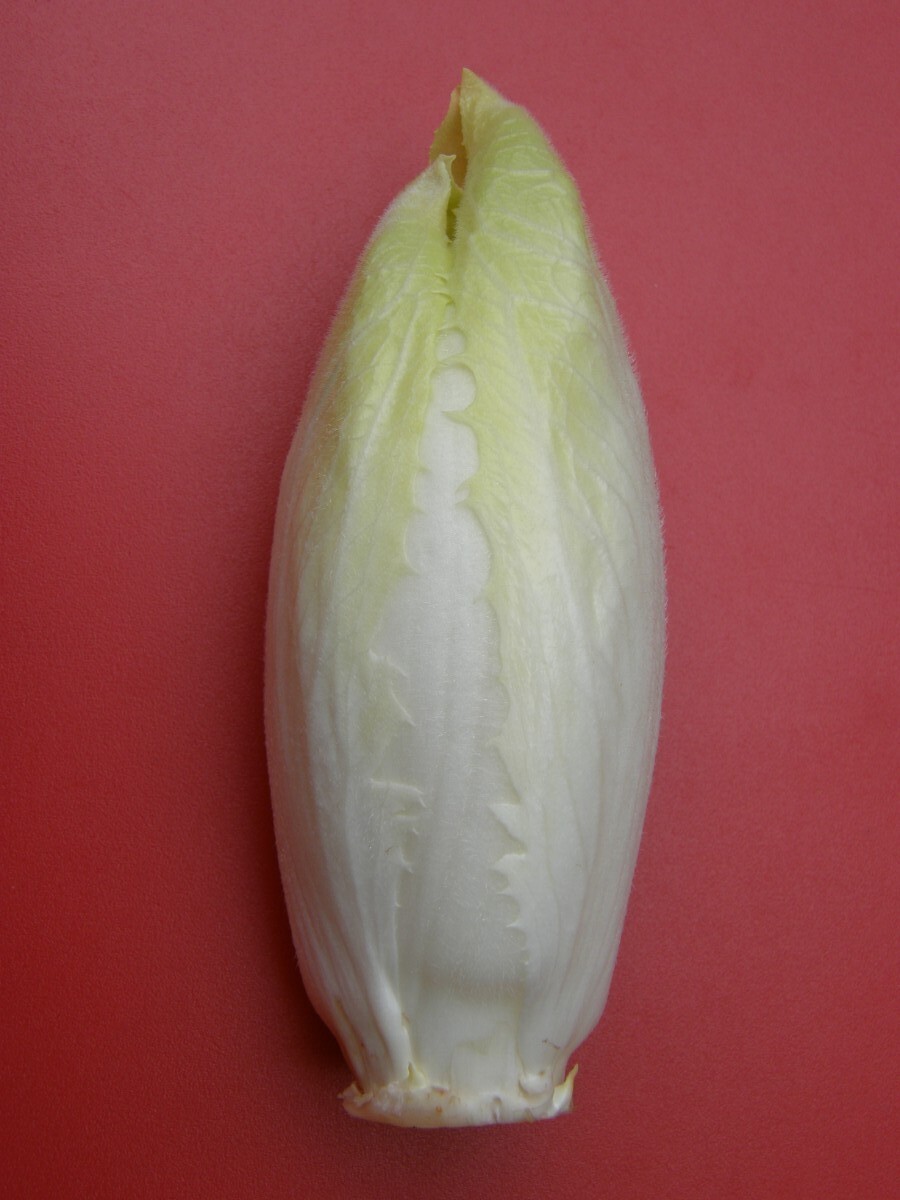 Cichorium_2.JPG