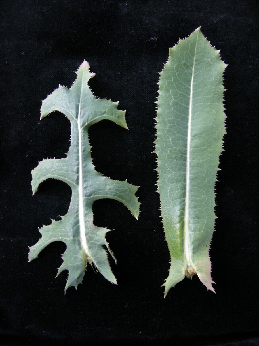 Lactuca_Blattvergleich.JPG