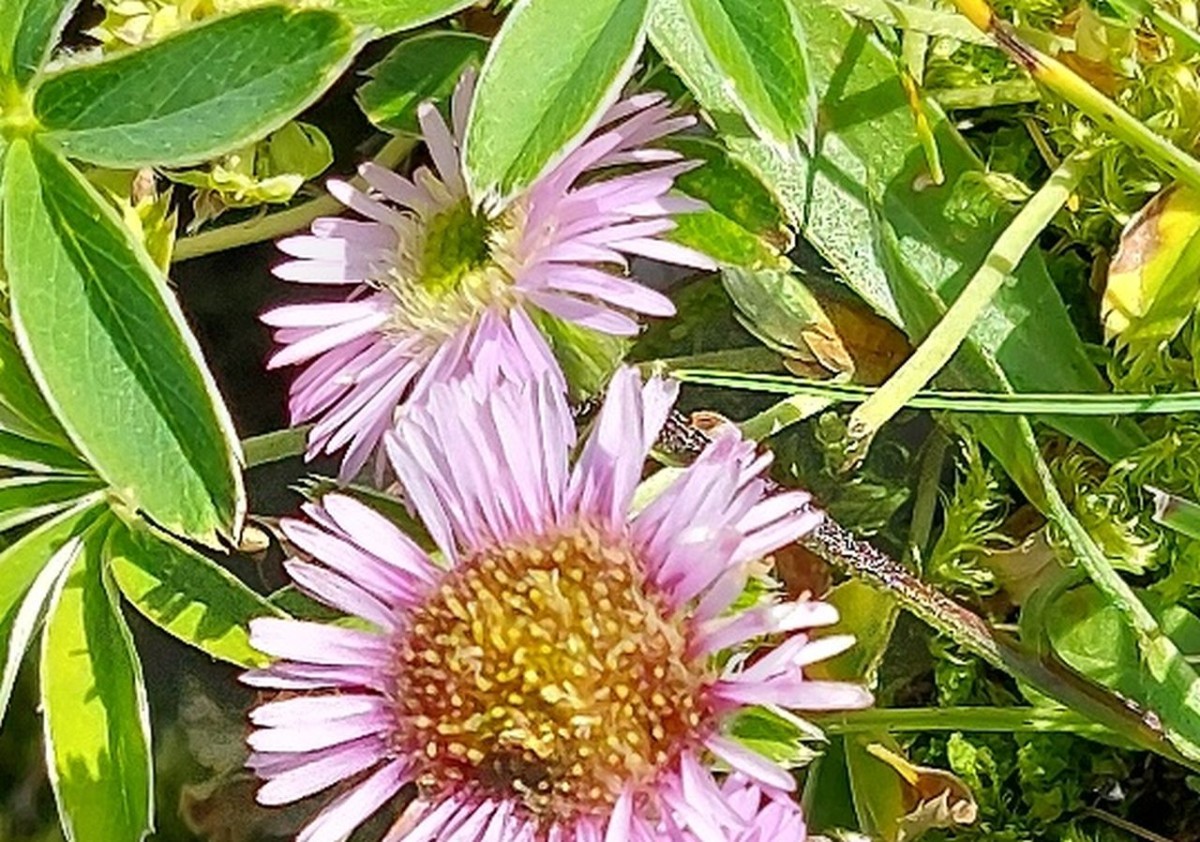 Erigeron alpinus 2_2024-07-30_Breitenberg Pfronten.jpg