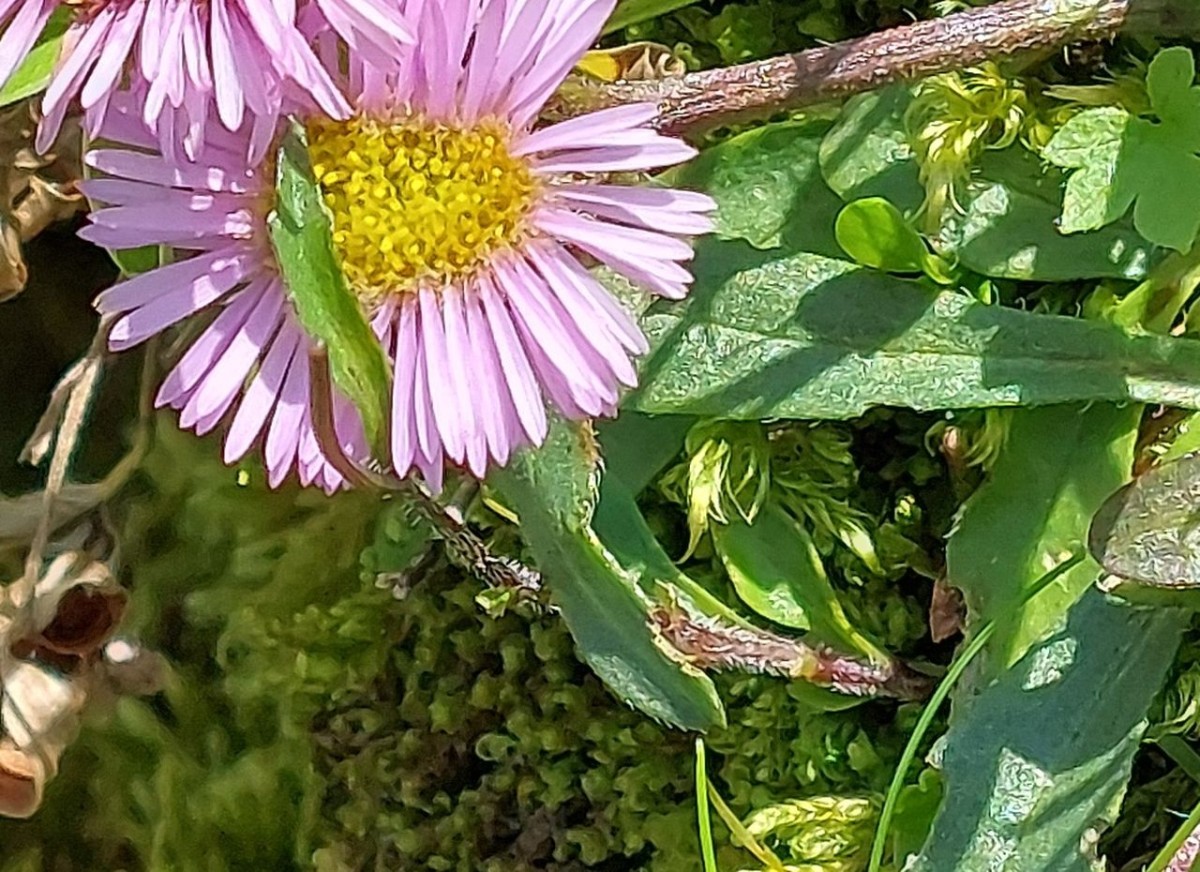Erigeron alpinus 6_2024-07-30_Breitenberg Pfronten.jpg