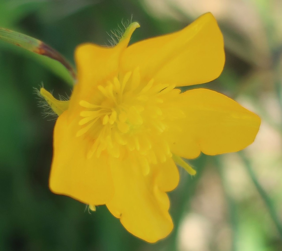 Ranunculus Breitenberg 2_2024-07-30.jpg