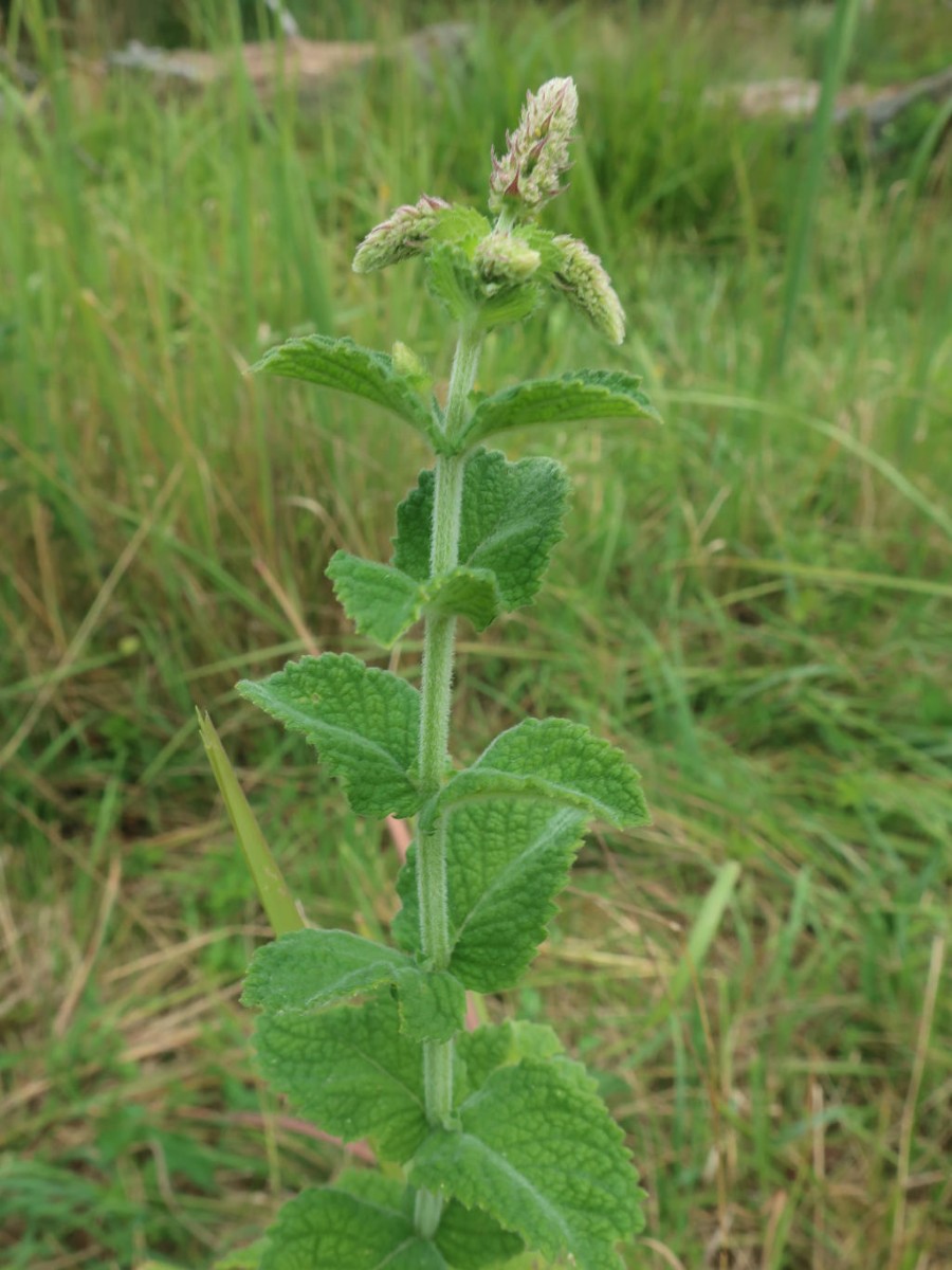 2019-07-27_Mentha x rotundifolia 1_Stadtwald Augsburg.jpg