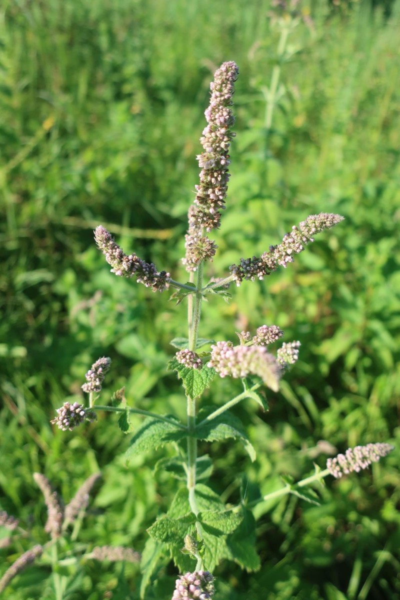 2024-07-29_Mentha x rotundifolia 6_Stadtwald Augsburg.jpg