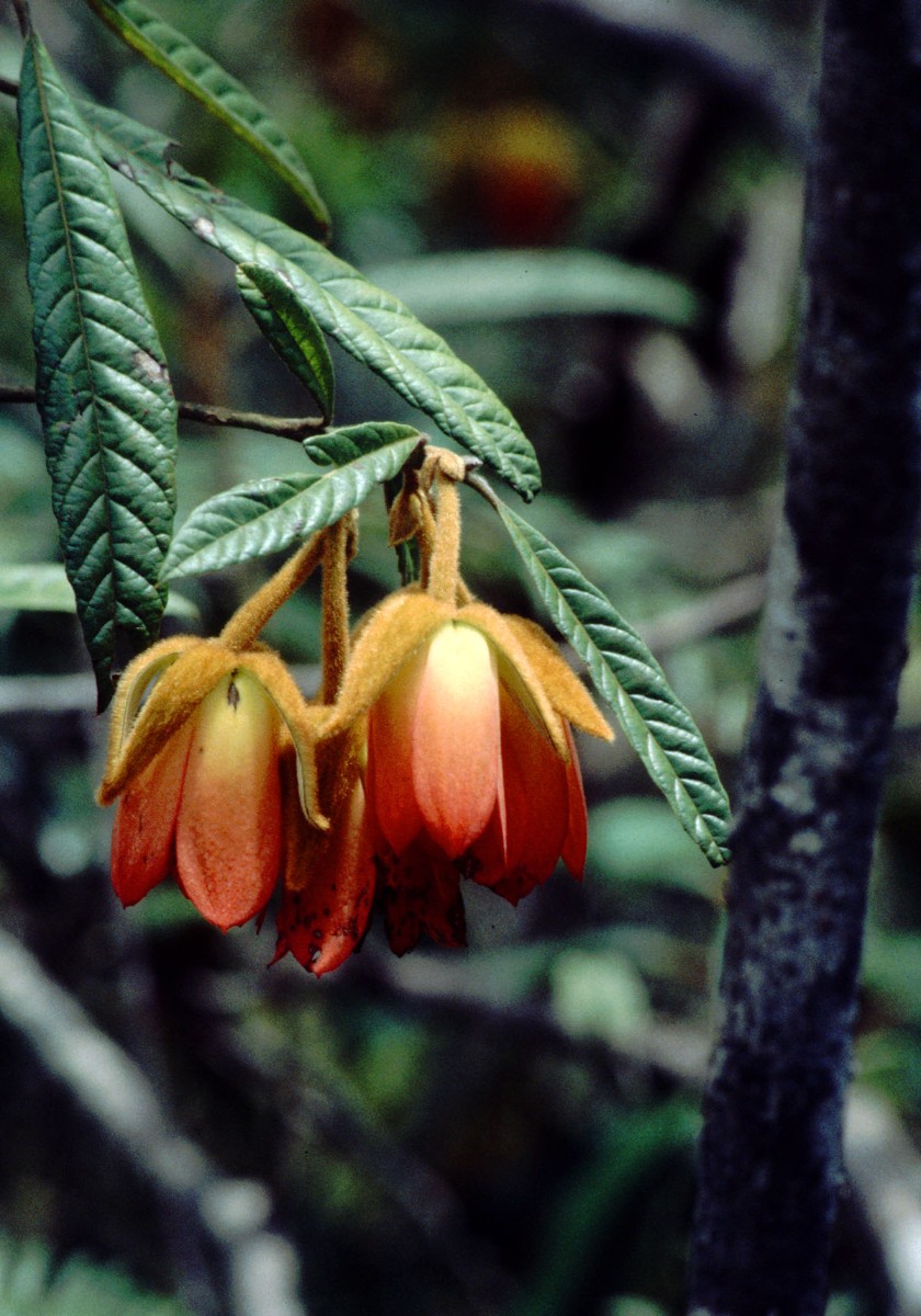 Dubouzetia campanulata AN NewCal Creek Oumbea 12-97.jpg