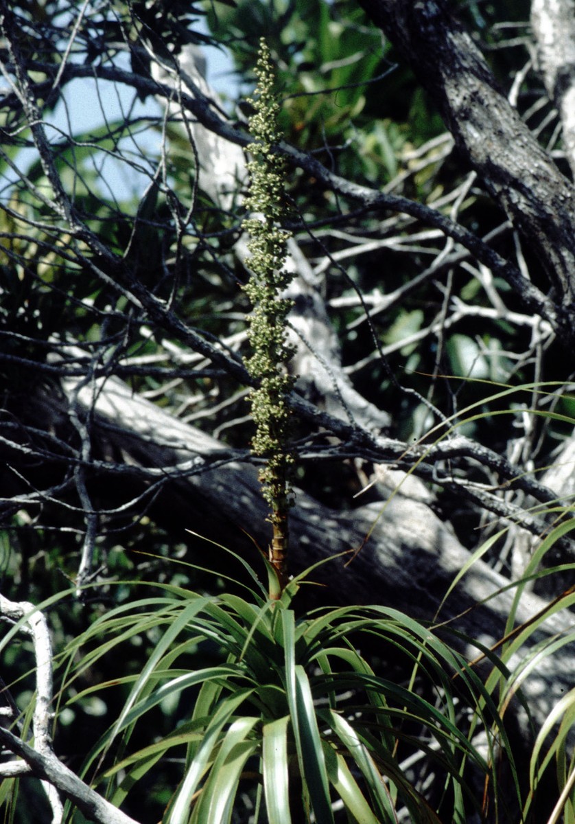 Dracophyllum verticillatum (cf) EPACR AN NewCal MtsKoghis 12-97(17).jpg