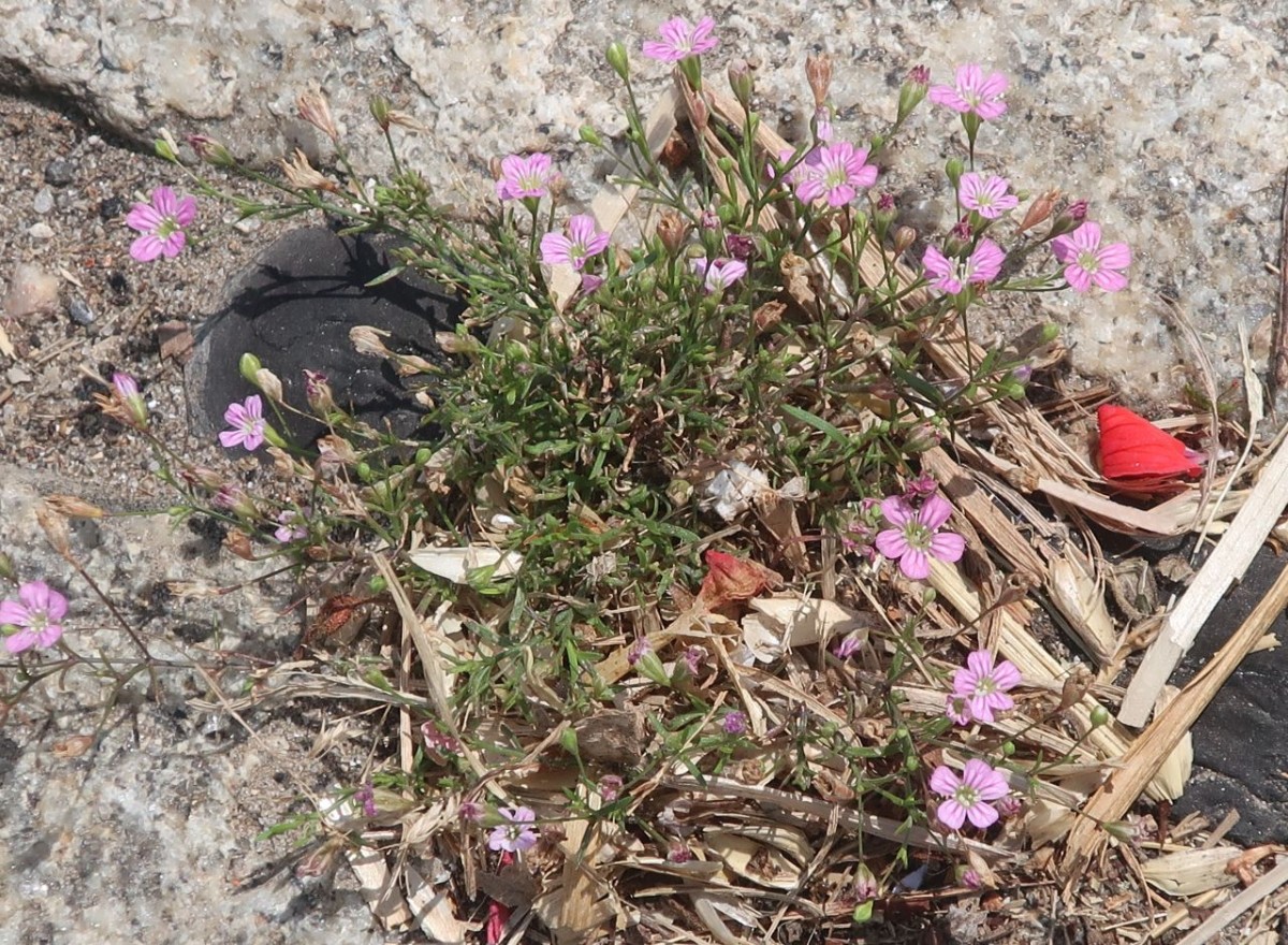 Gypsophila 2_Gebenhofen_2024-08-02.jpg