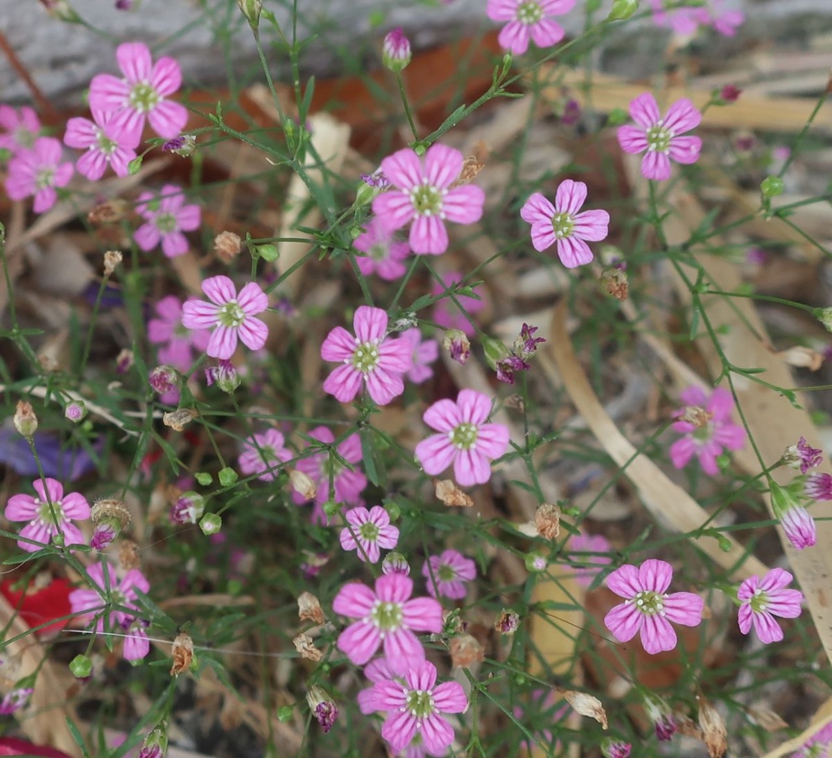 Gypsophila 4_Gebenhofen_2024-08-02.jpg