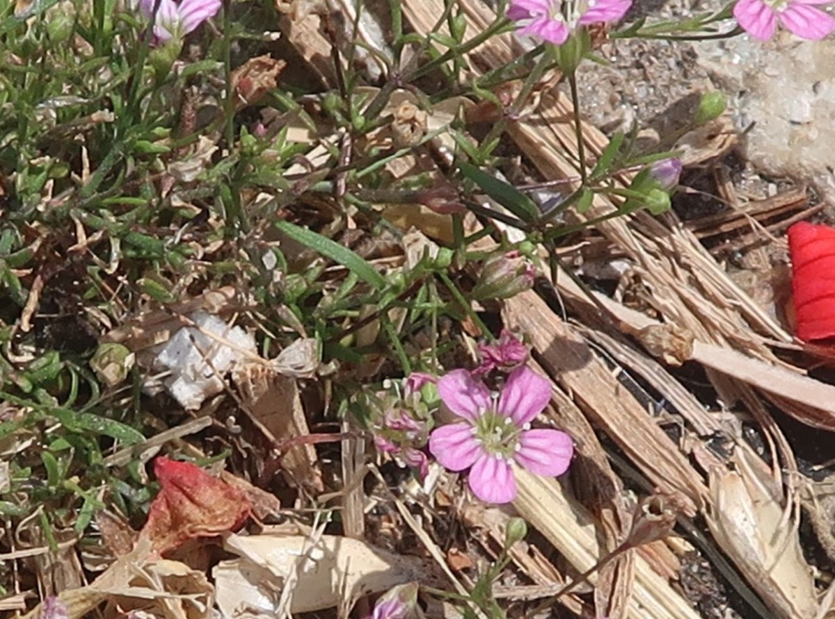 Gypsophila 5_Gebenhofen_2024-08-02.jpg