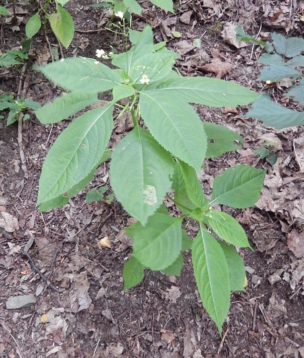 DSCN5687.JPG