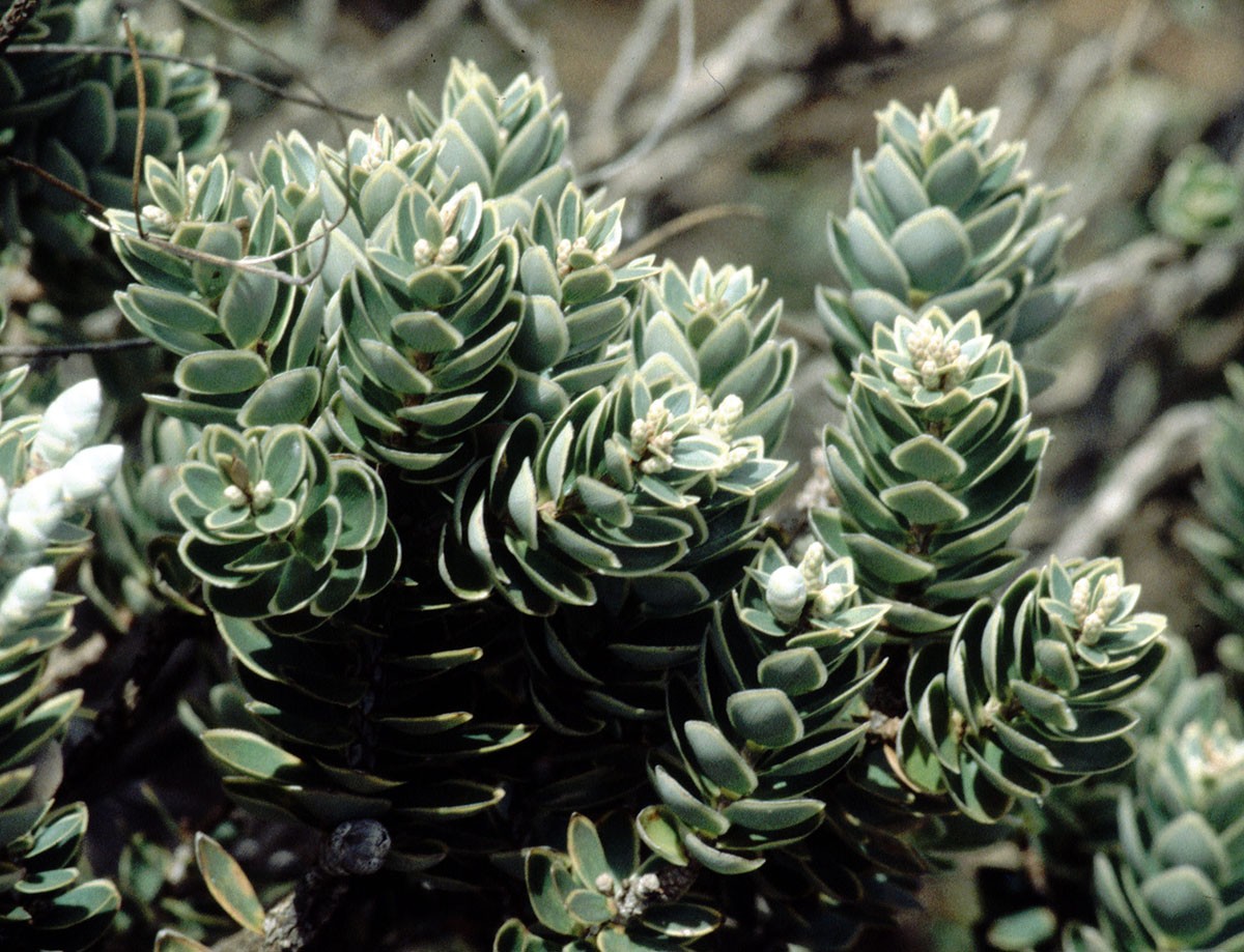 Leucopogon albicans (Styphelia) (cf) EPACR AN NewCal CreekOumbea 11-97(2).jpg