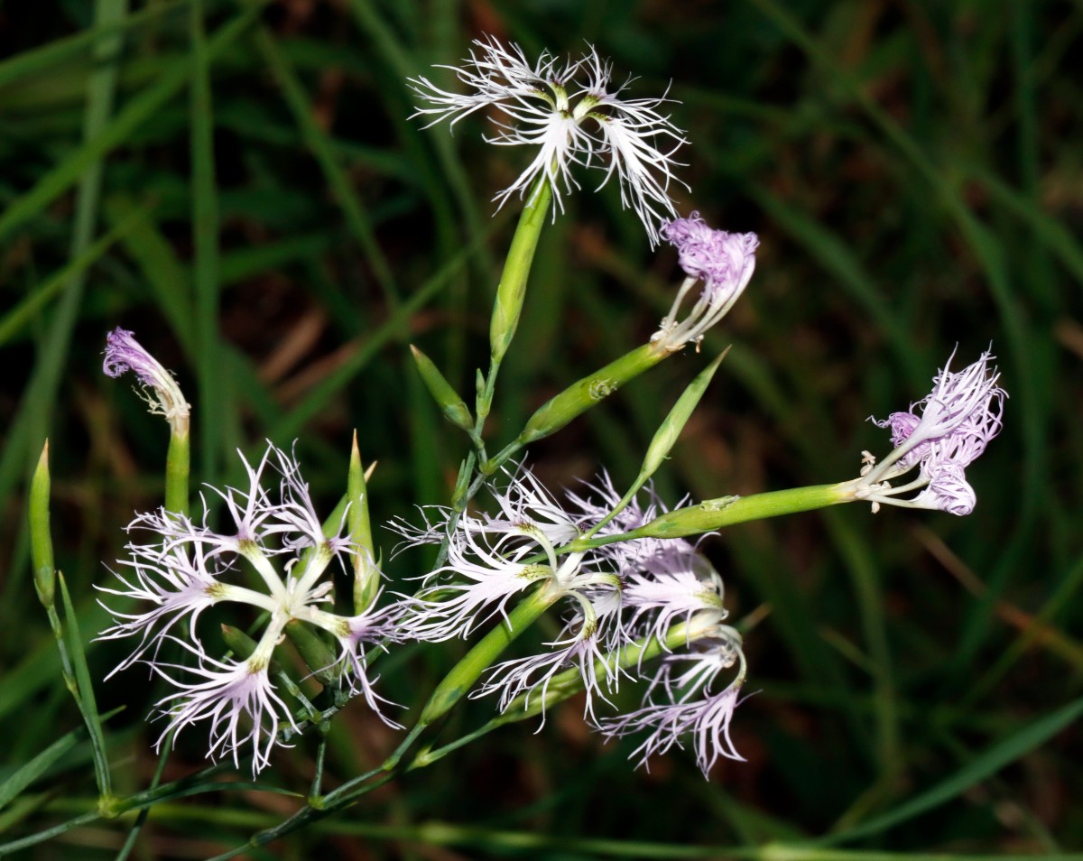 Dianthus superbus ssp sylvestris Häfnerhaslach S A01.jpg