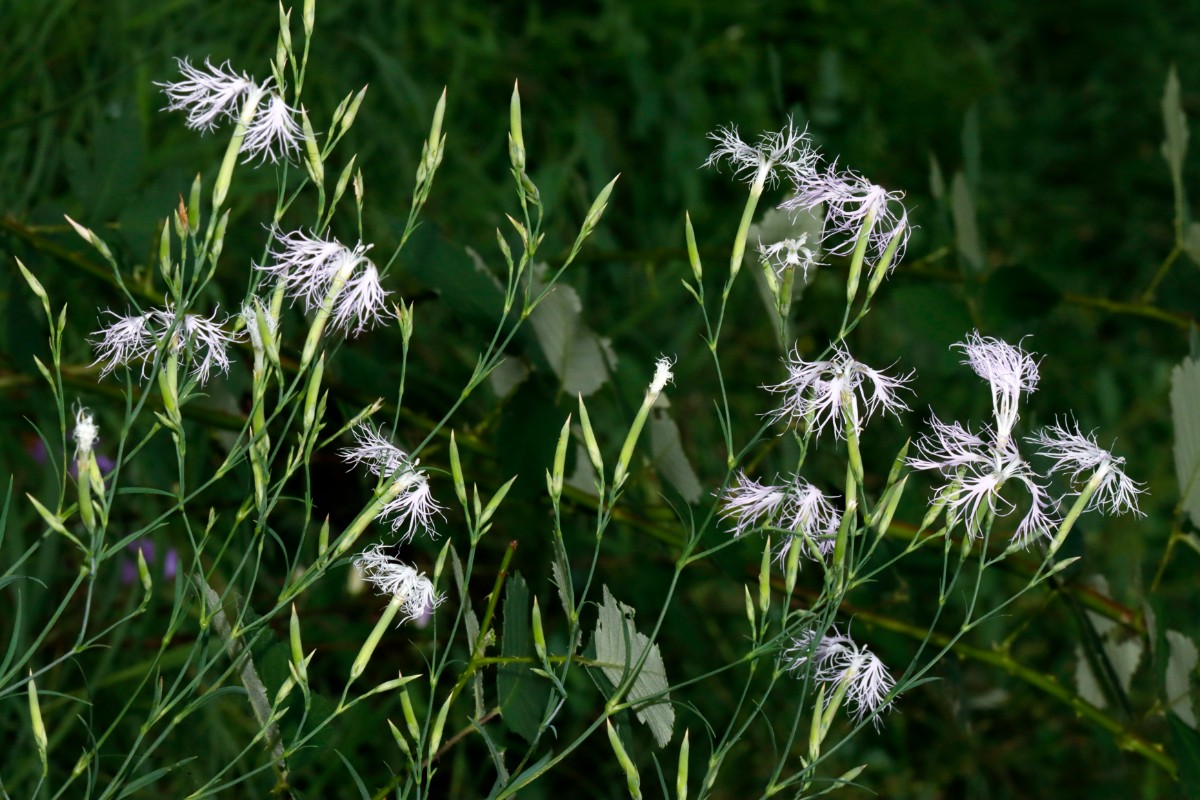 Dianthus superbus ssp sylvestris Häfnerhaslach S A03.jpg