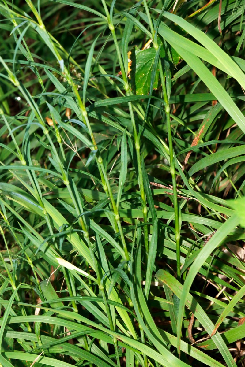 Dianthus superbus ssp sylvestris Häfnerhaslach S A04.jpg