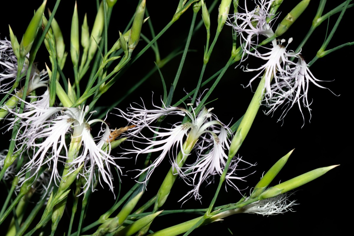 Dianthus superbus ssp sylvestris Häfnerhaslach S A06.jpg