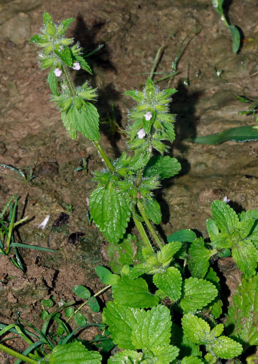 Stachys arvensis Ittersbach A01.jpg