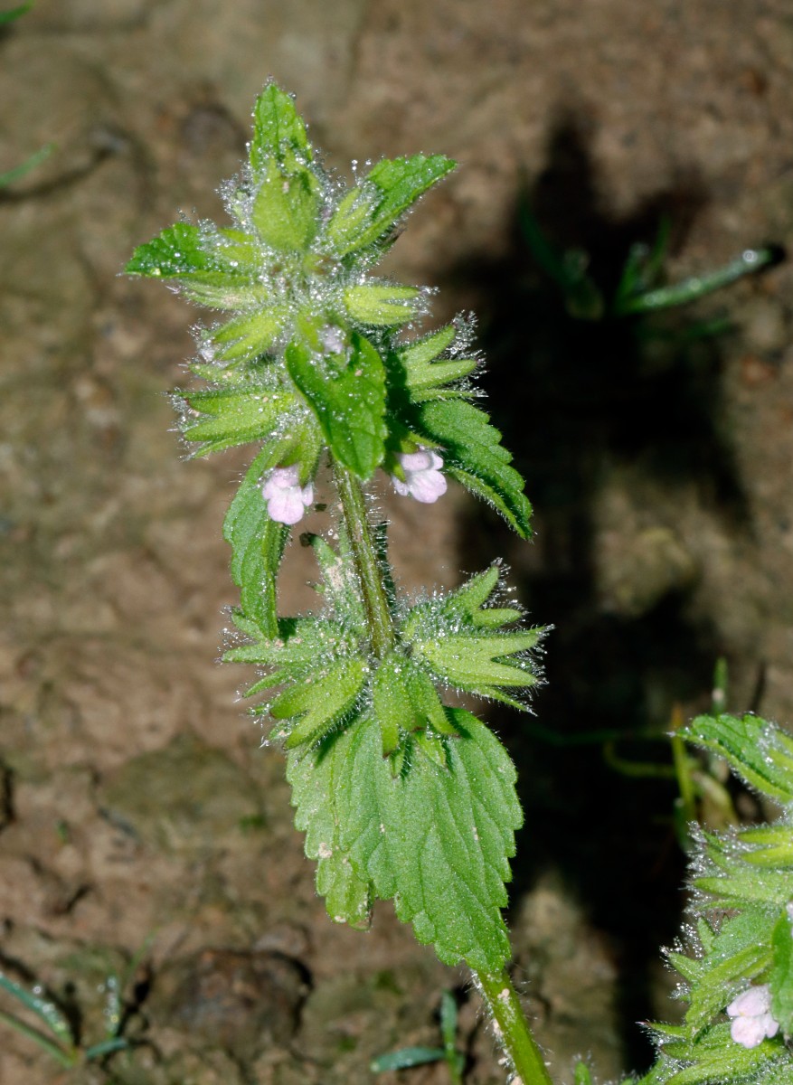 Stachys arvensis Ittersbach A04.jpg