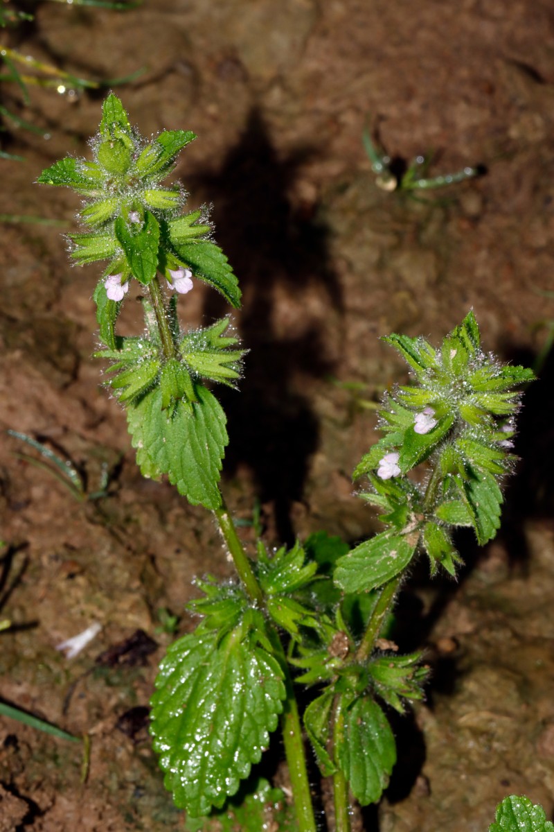 Stachys arvensis Ittersbach A05.jpg
