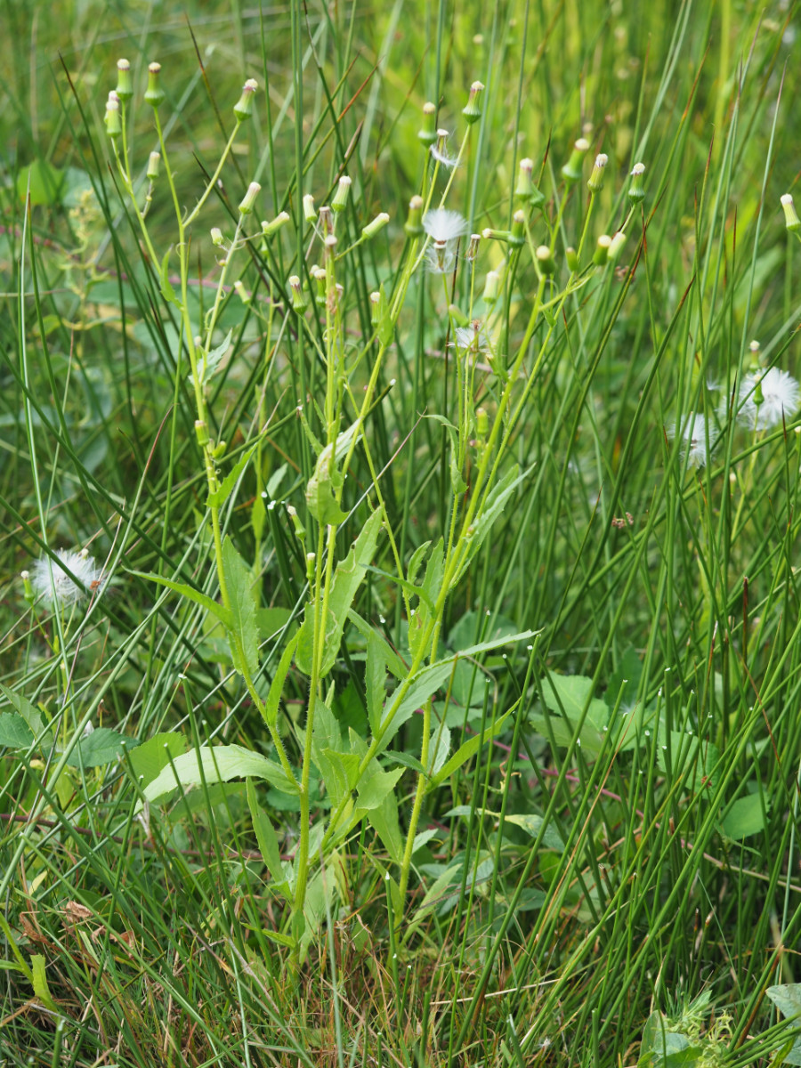 P9090912.JPG