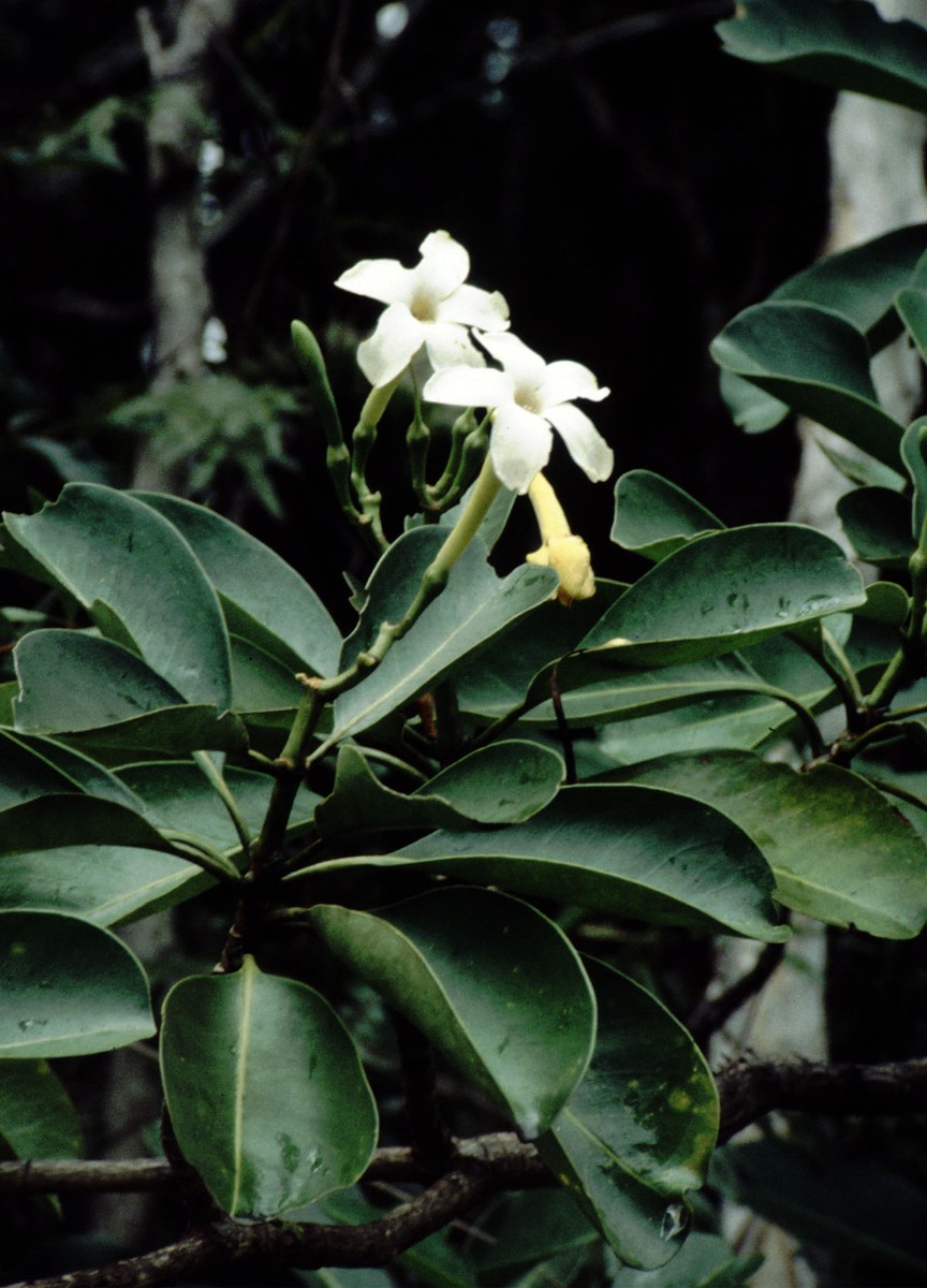 Fagraea berteroana AN NE-NewCal Tchamba 12-97.jpg