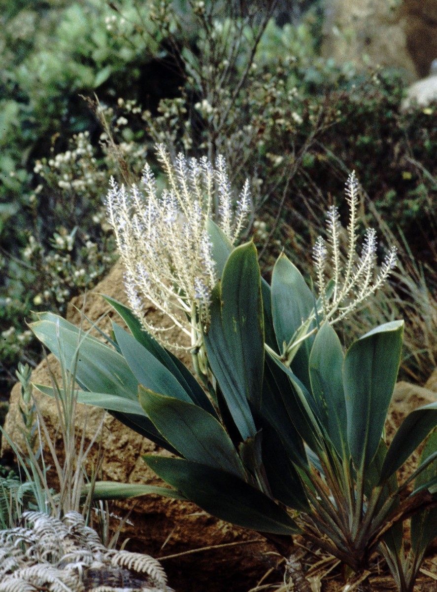 Cordyline sp ASTEL AN SWAus MtDzumac 12-97(13).jpg