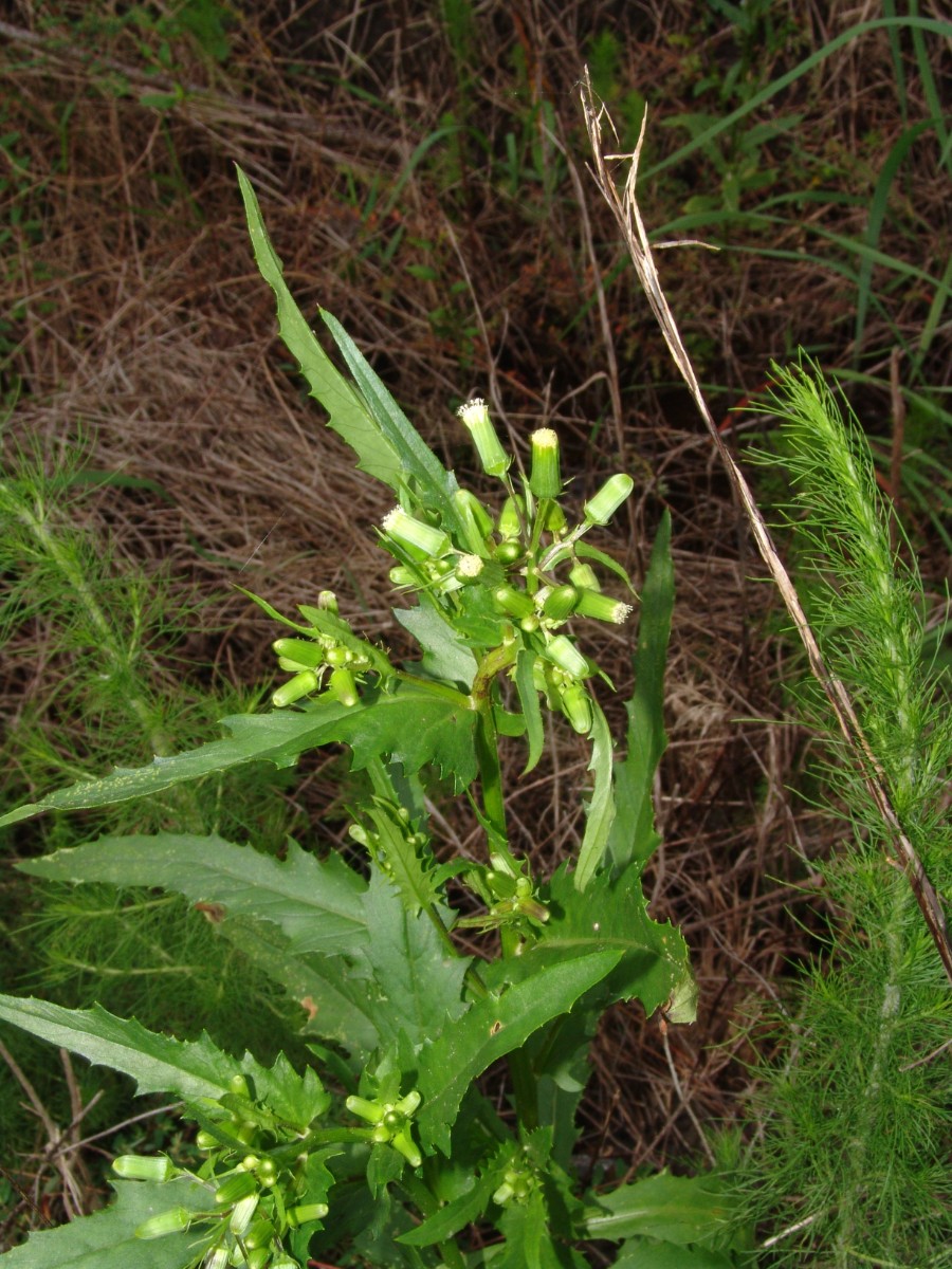 Erechtites hieraciifolia N-CroatanNF CountylineRoad NC G1.jpg