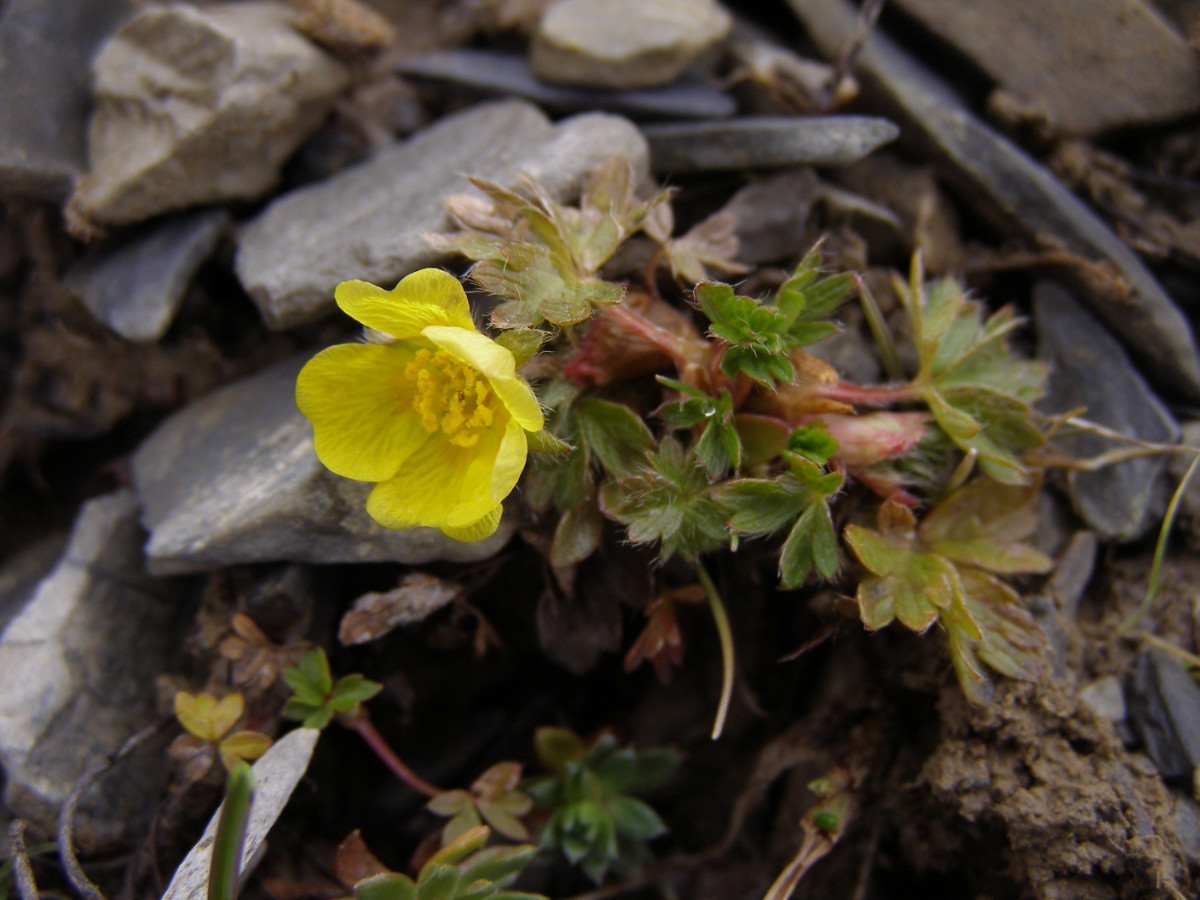 P1010287Potentilla.JPG