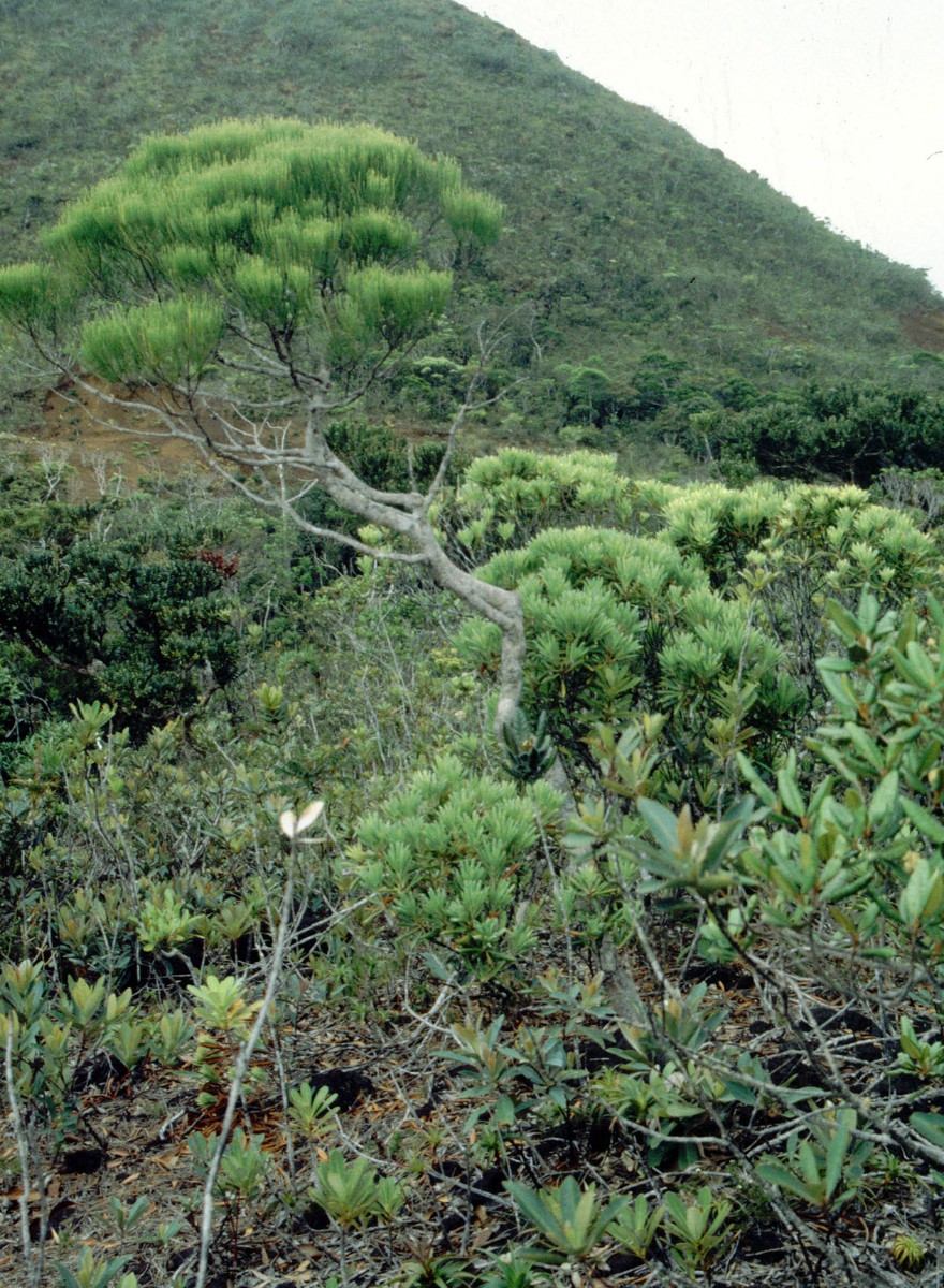 Gymnostoma sp CASUAR AN NewCal ColDeYate 12-97.jpg