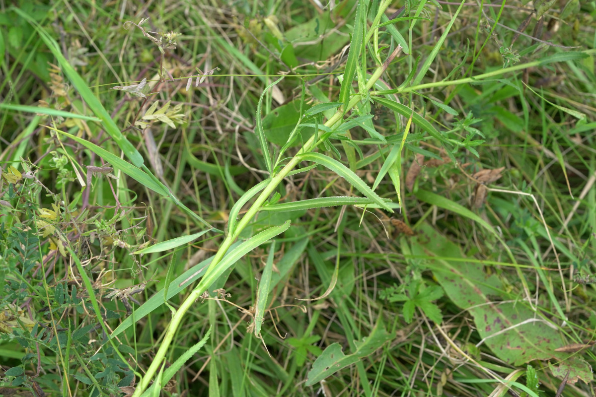 DSC05007.JPG