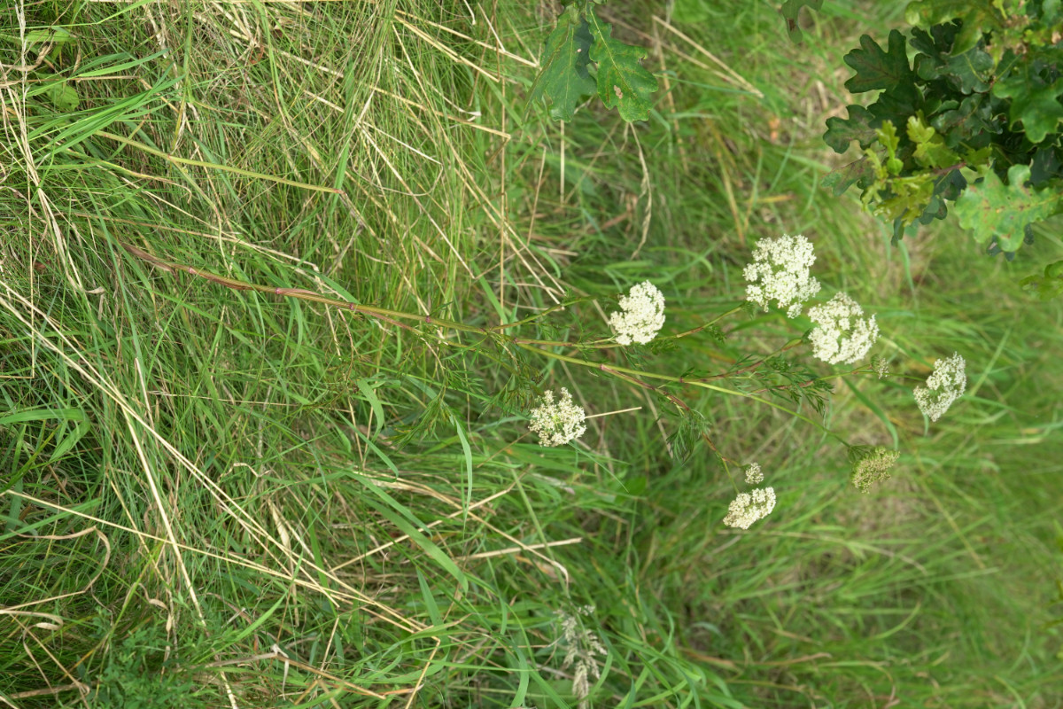 DSC05018.JPG