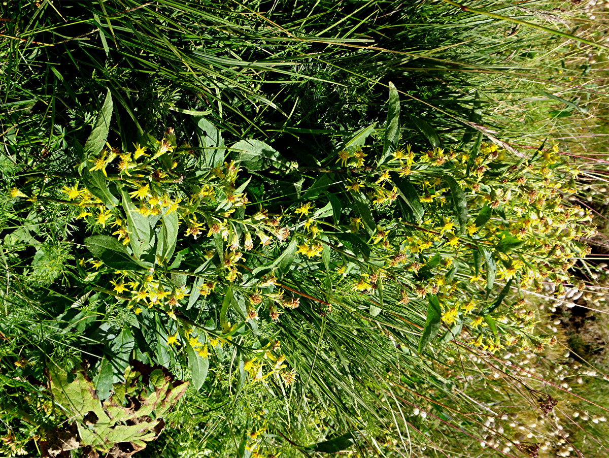 DSC05048 Ausschnitt, Helligkeit, Schärfe.JPG
