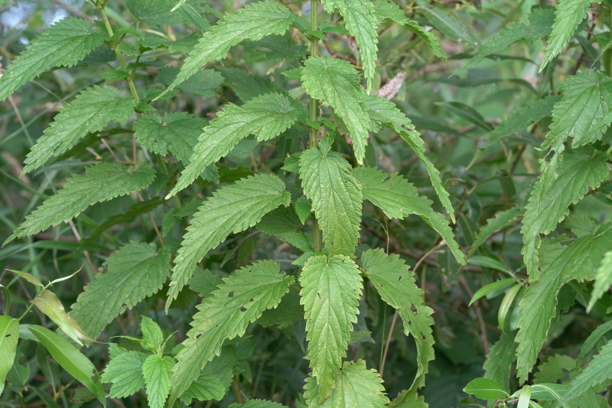 DSC04319.JPG