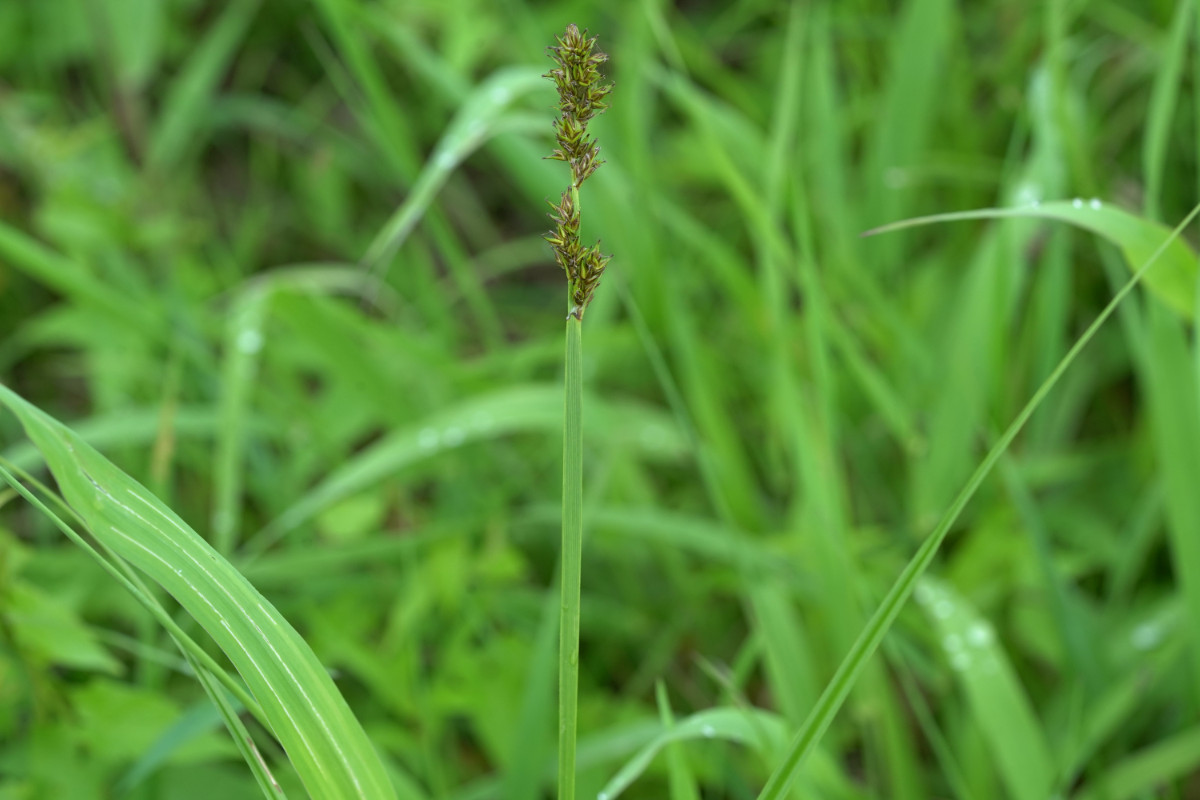 DSC03477.JPG