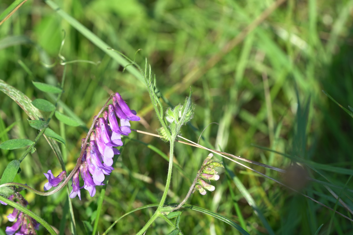 DSC04785.JPG