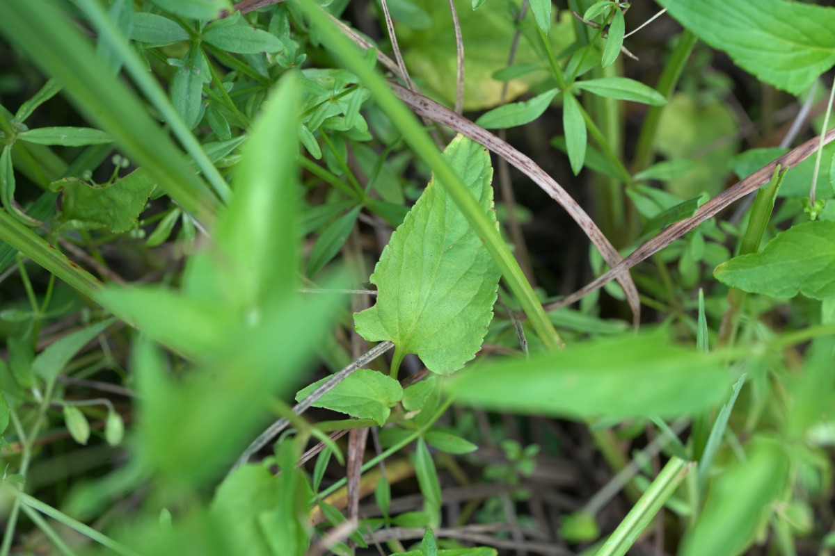DSC04157.JPG