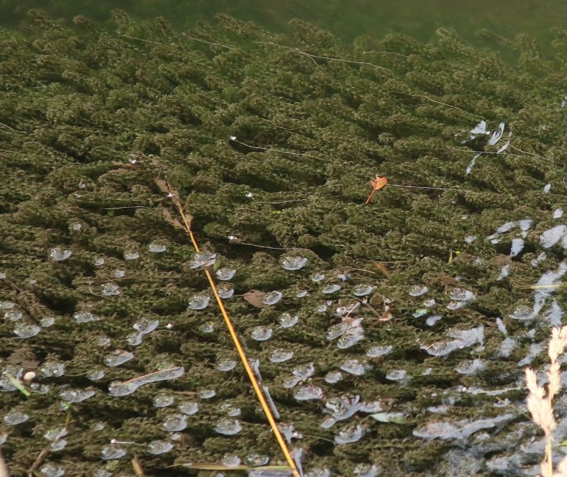 Elodea 1_2022-07-04_Branntweinbach.jpg