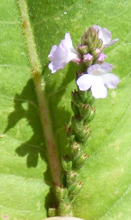 P1600669-001.JPG