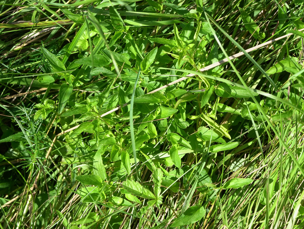 aDSC04539.JPG