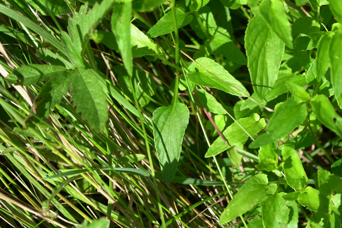 DSC04533.JPG