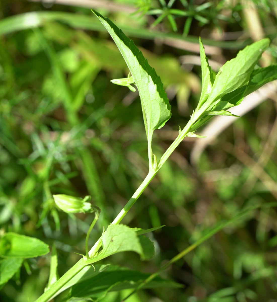 DSC04534.JPG
