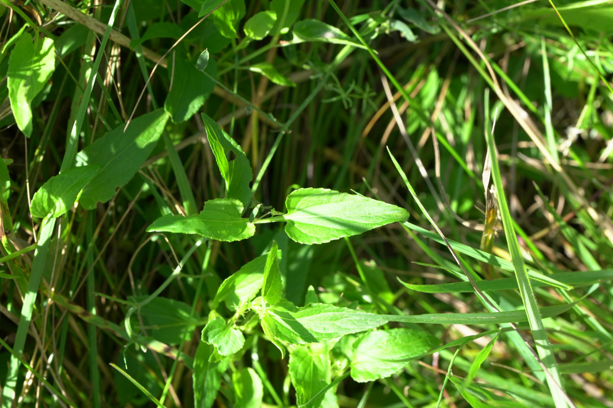 DSC04535.JPG