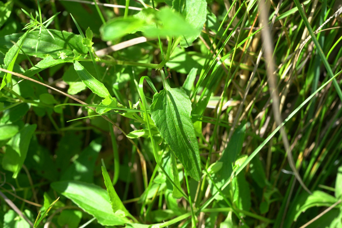 DSC04537.JPG
