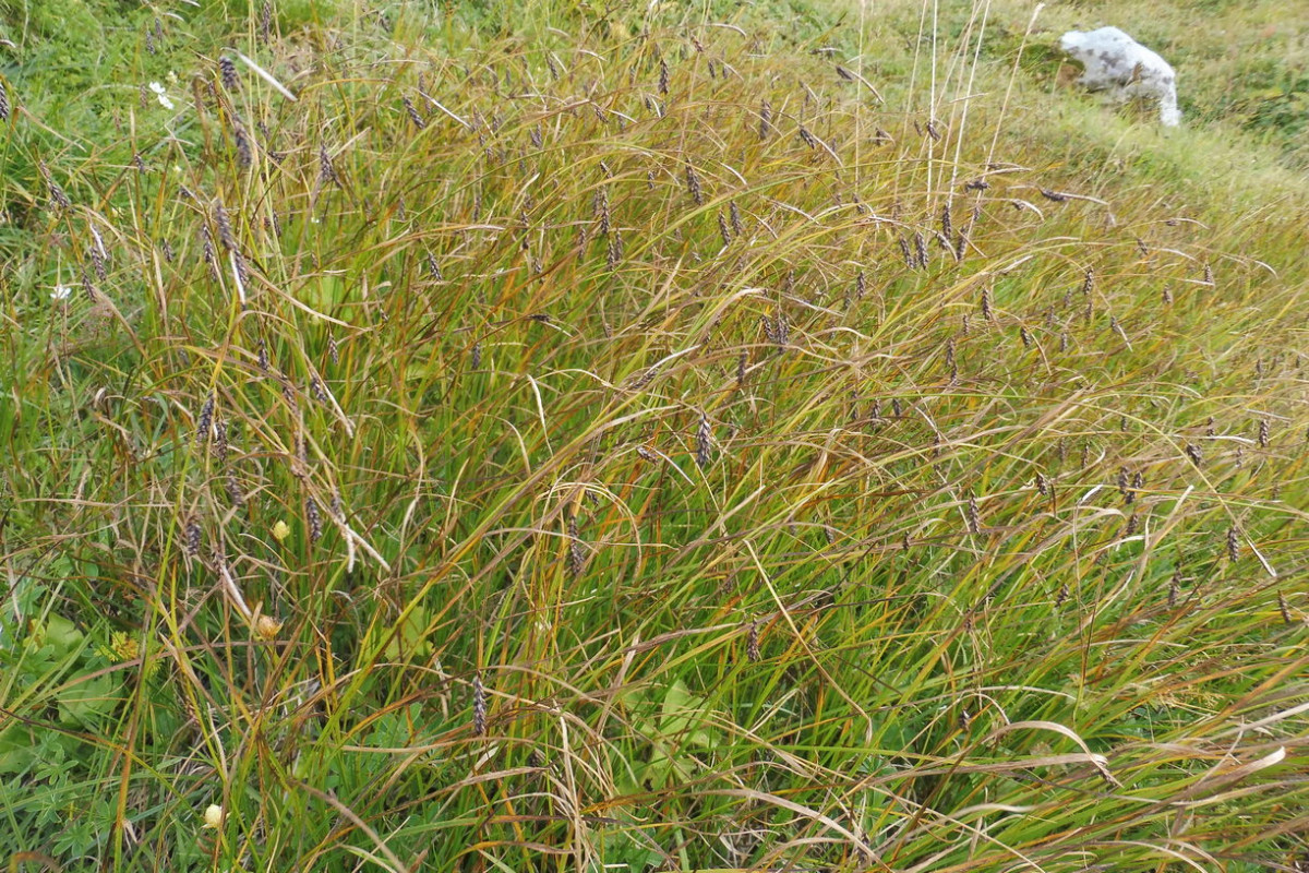 Carex 1.JPG